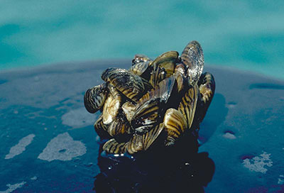Zebra Mussels in a hand
