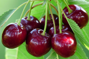 cherry