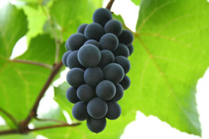 grape