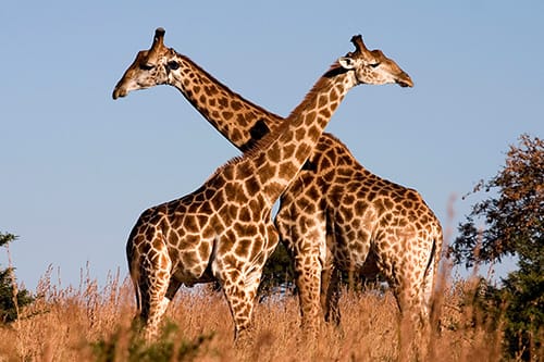Giraffes