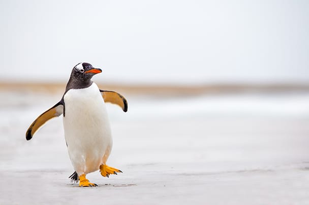 penguin