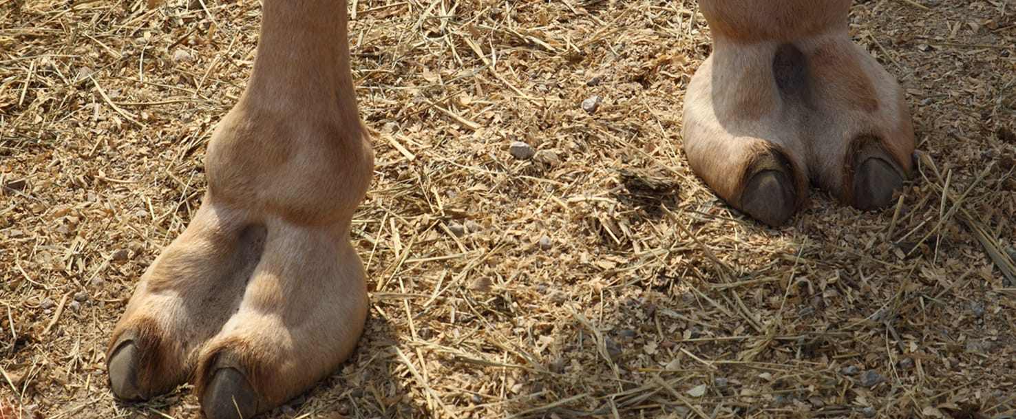 camels hooves