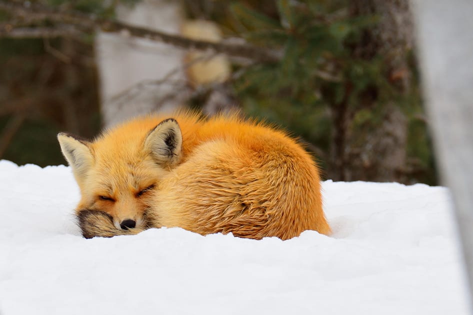 fox