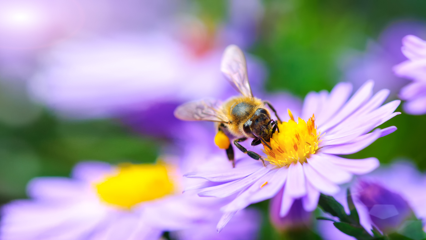nectar