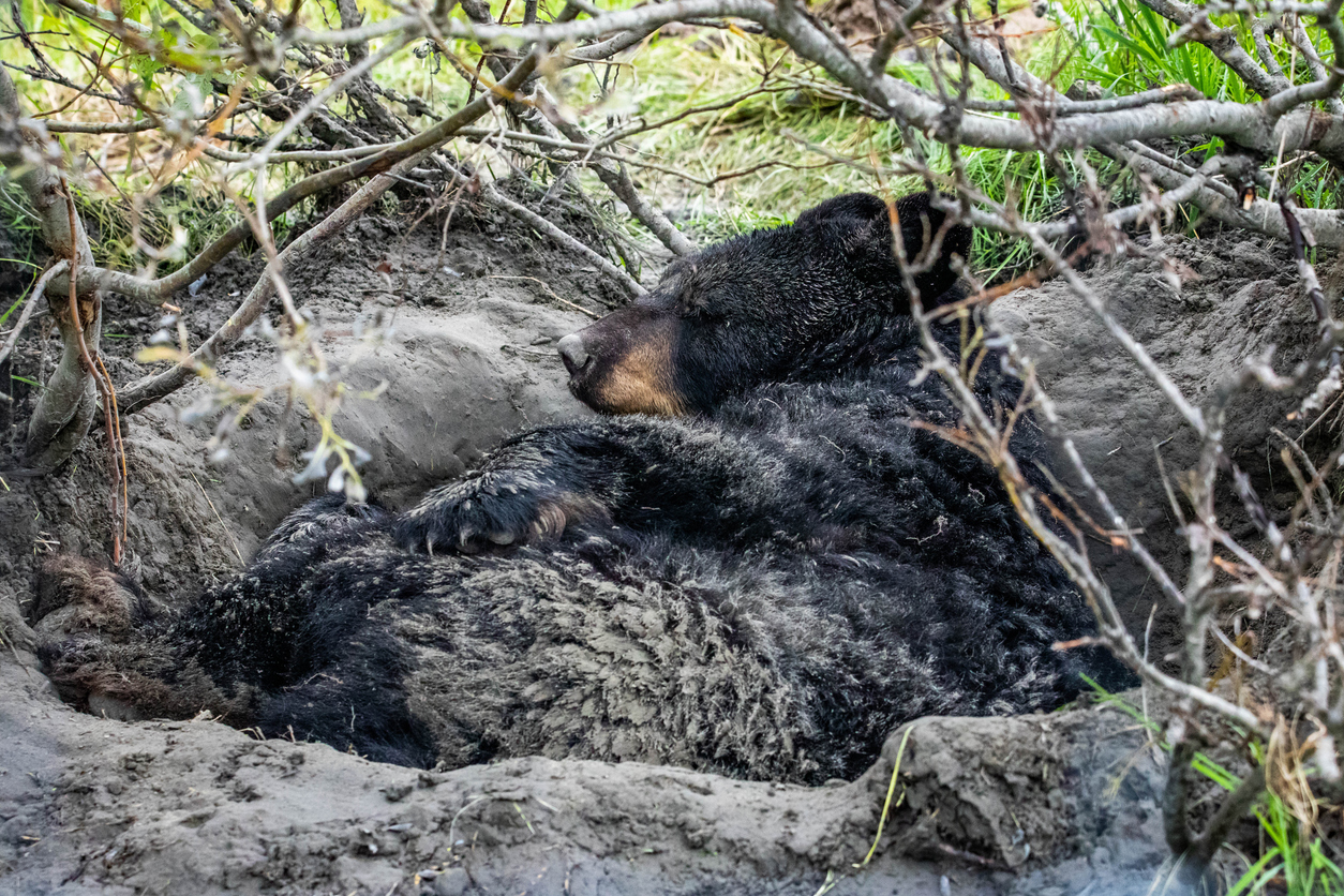 hibernate