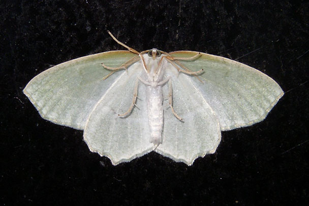 moth 3