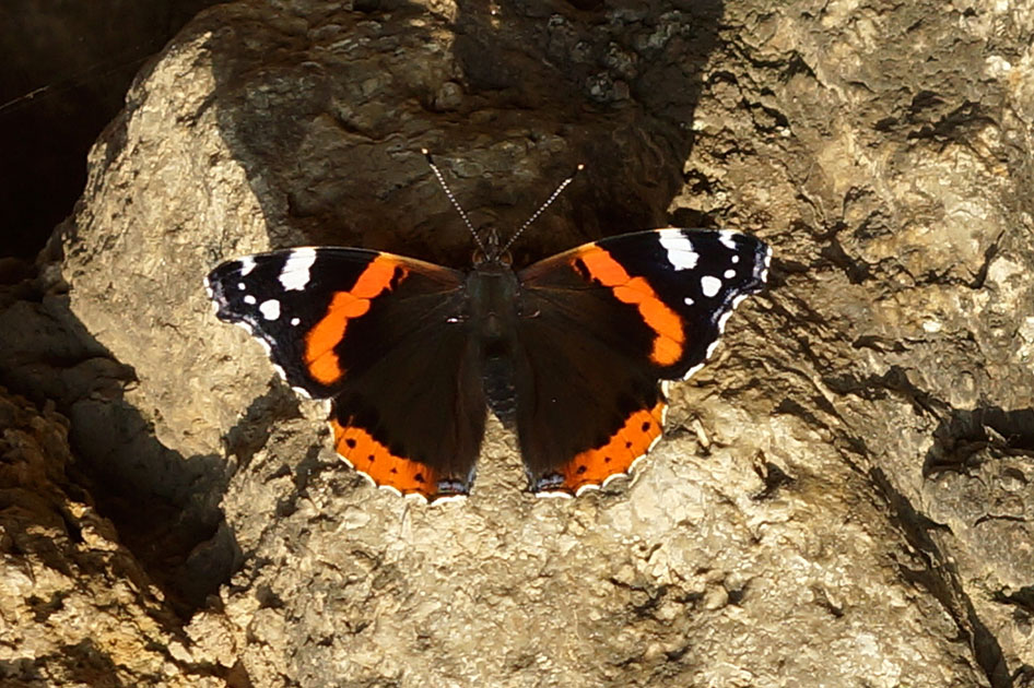 butterfly 2