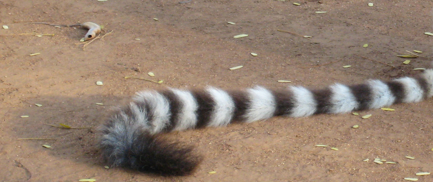 tail