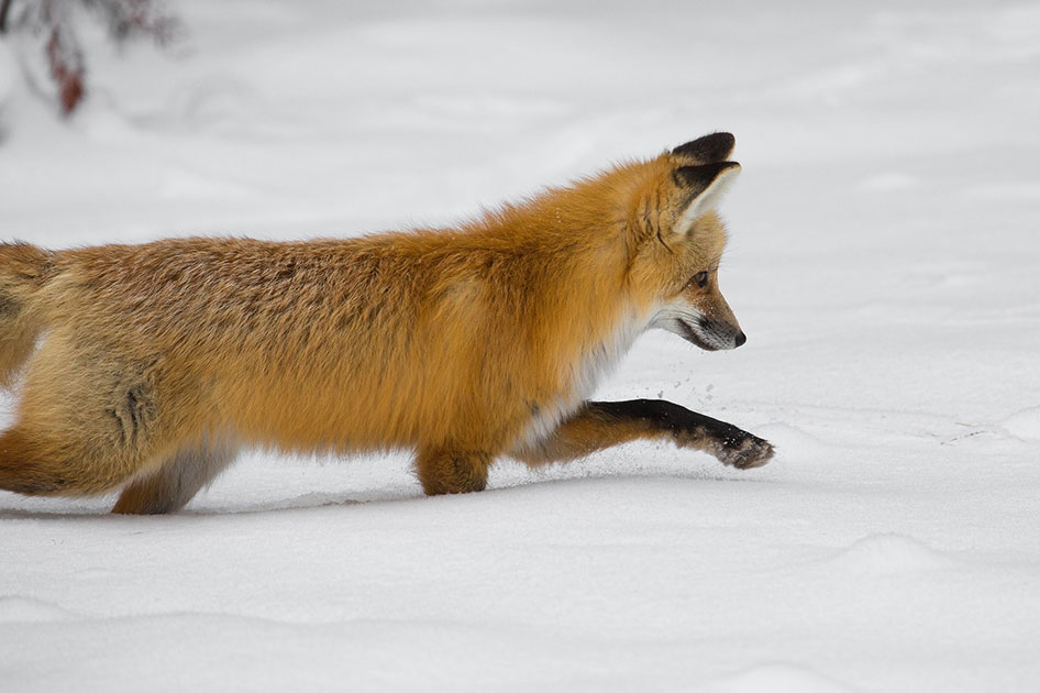 fox in snow