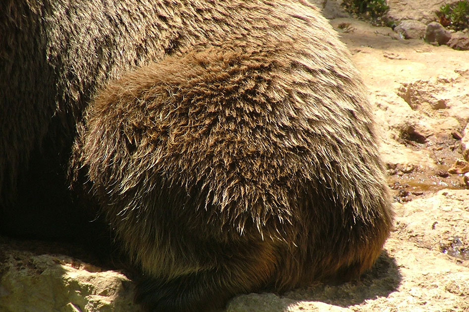 bear bottom