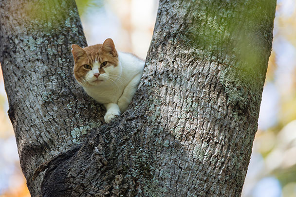 cat in a tree