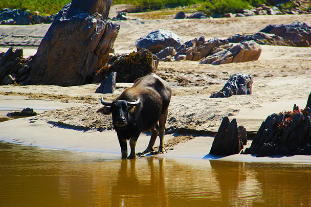 ox in the river