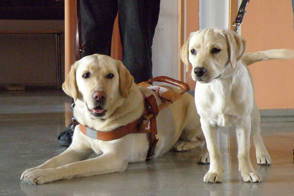 guide dog 1