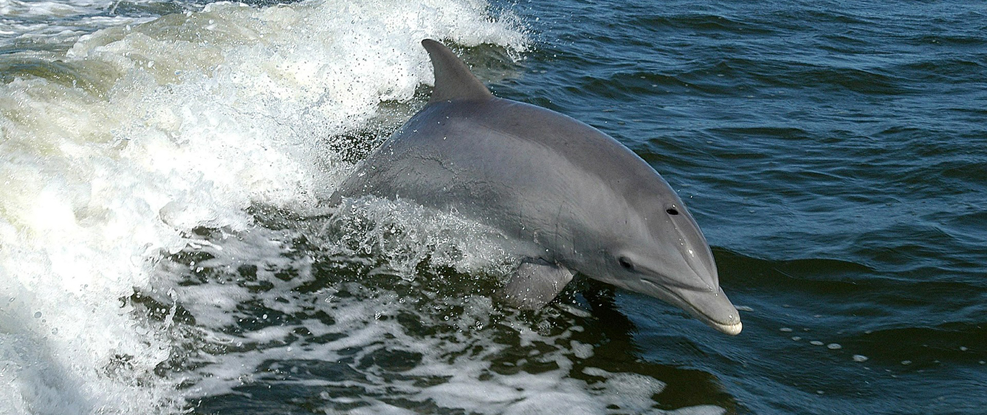 dolphins