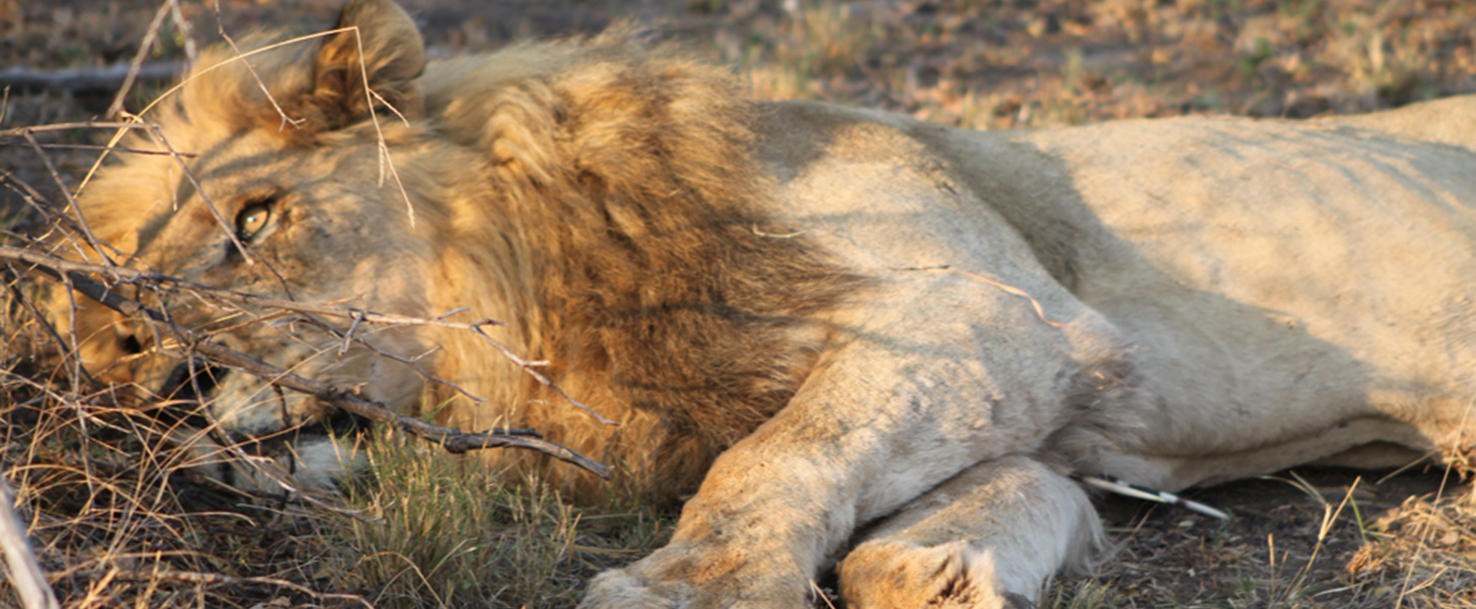 dying lion