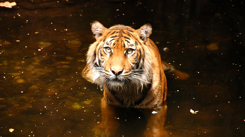 tiger from Life of Pi