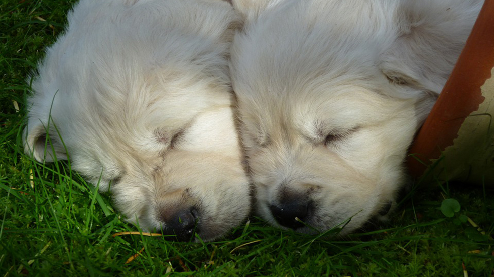 puppies