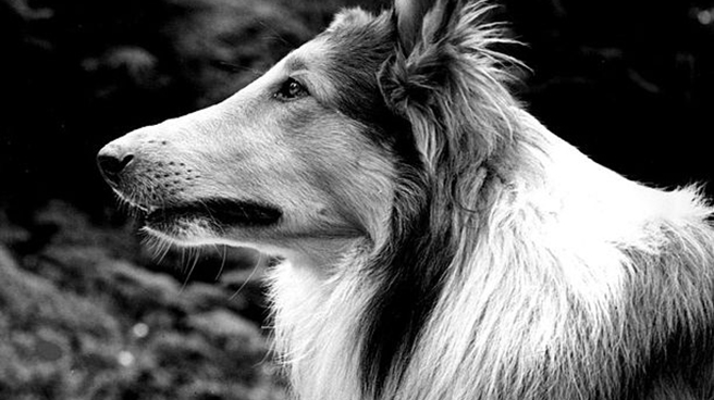 Pal or Lassie 1