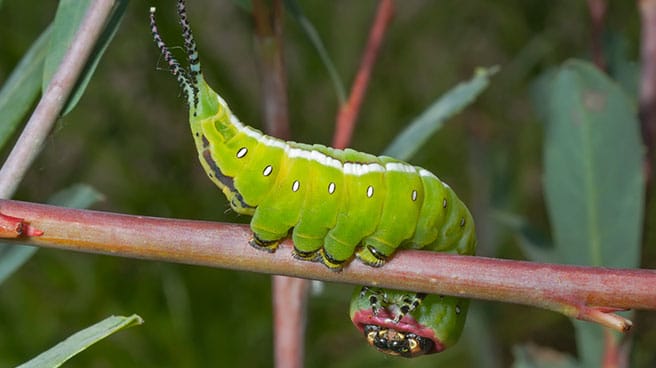 caterpillar2