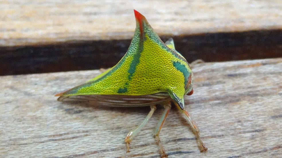 treehopper4