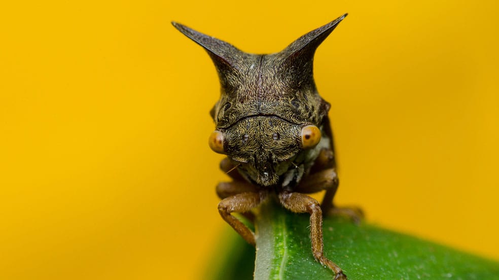 treehopper3