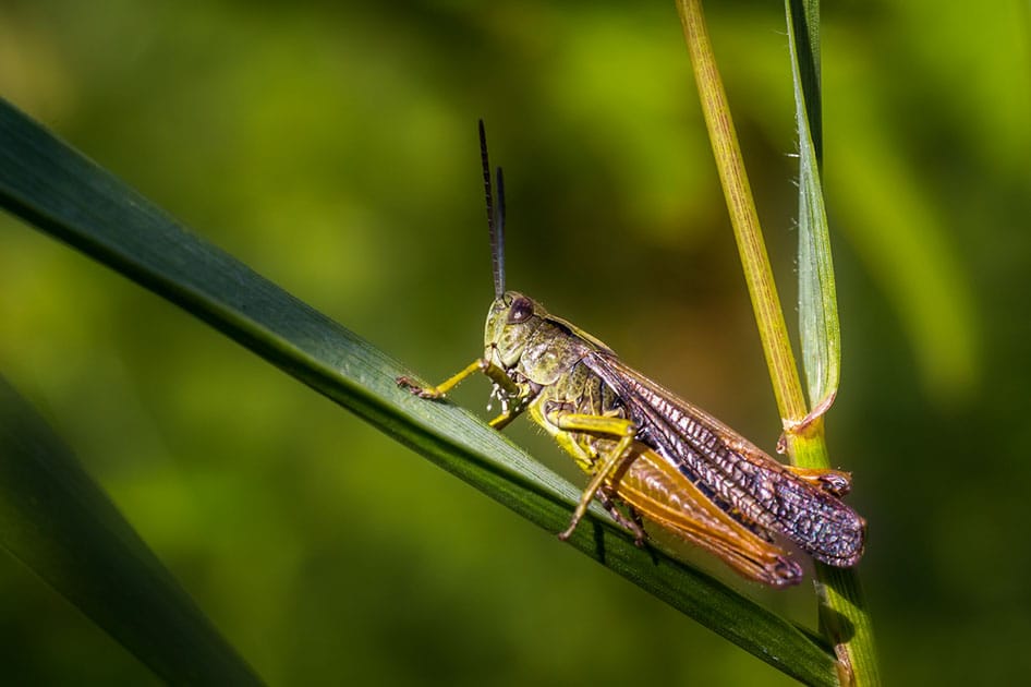 grasshopper