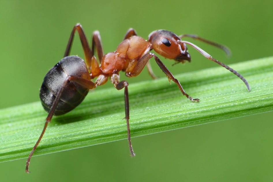 ant