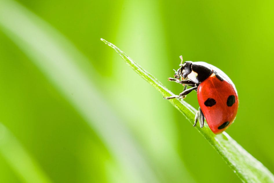 ladybug