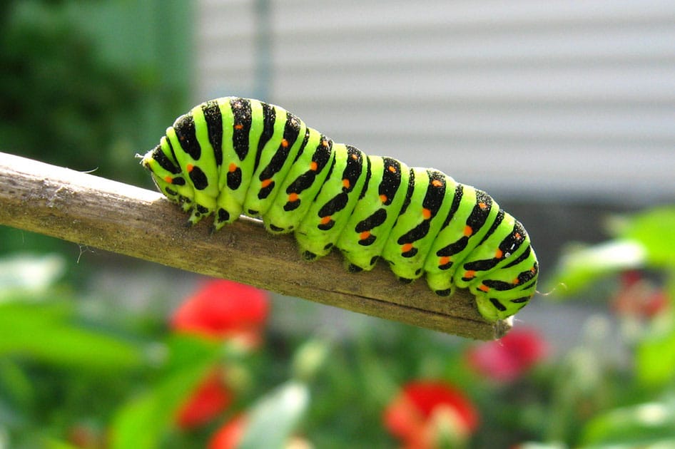caterpillar
