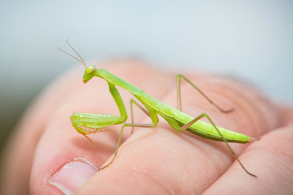 mantis