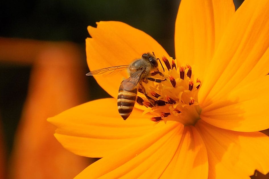 bee