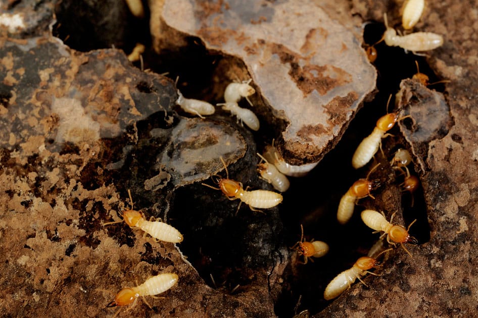 termite