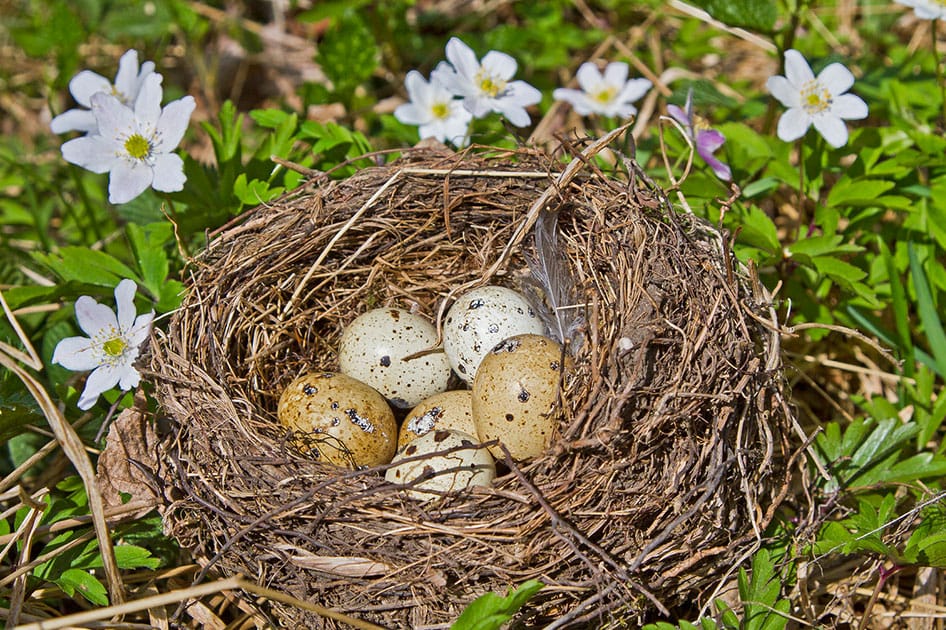 nest