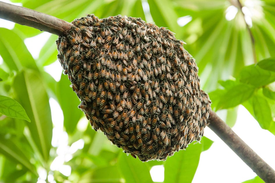 hive