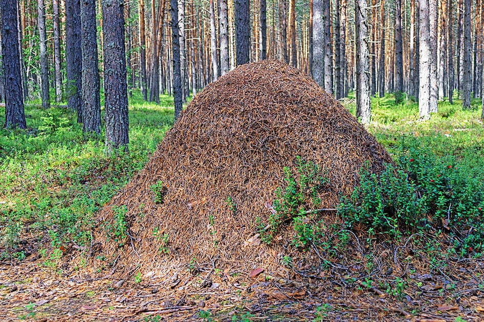 mound