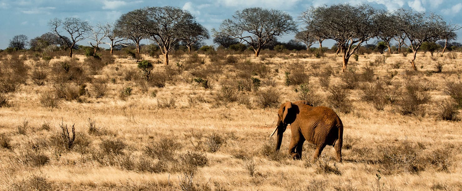 elephant