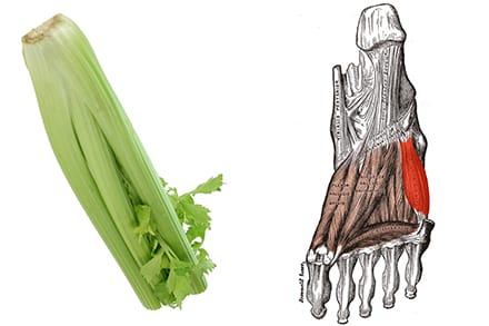 celery and bones