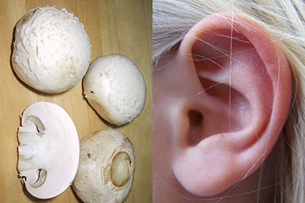mushroom and ear