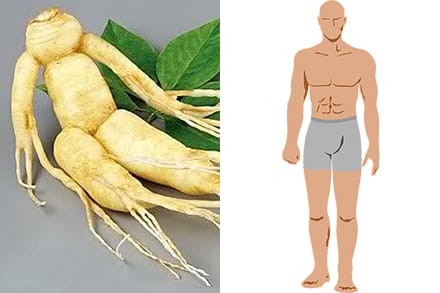ginseng and human body