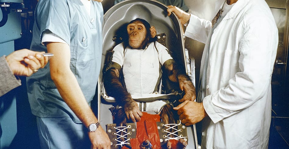 Ham the Chimpanzee