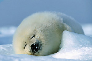 baby seal
