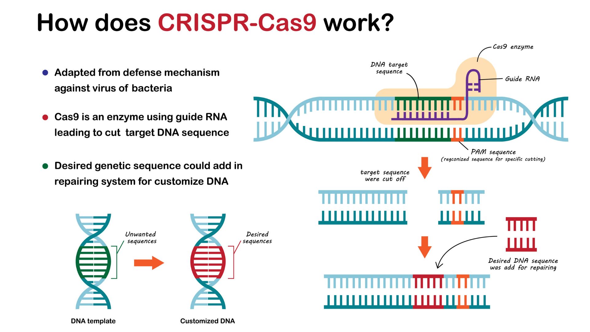 A diagram showing the CRISPR-Cas9 process of cutting and replacing a segment of DNA.