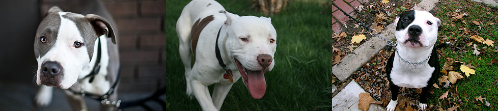 pit bull